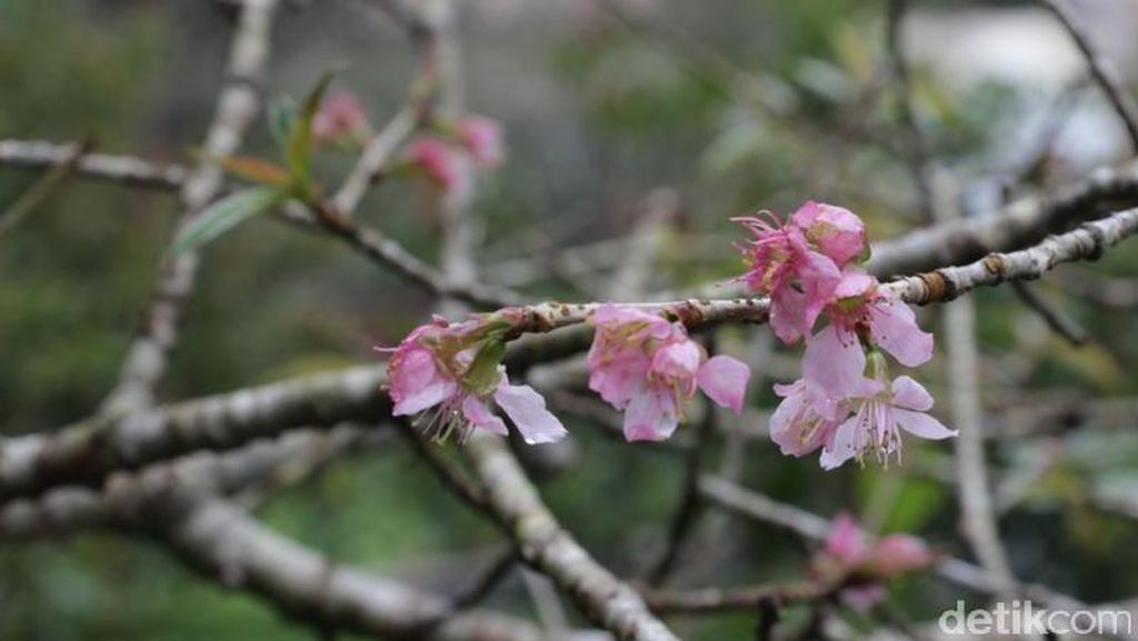 Nggak Usah ke Jepang, 2 Tempat di Indonesia Ini Punya Bunga Sakura